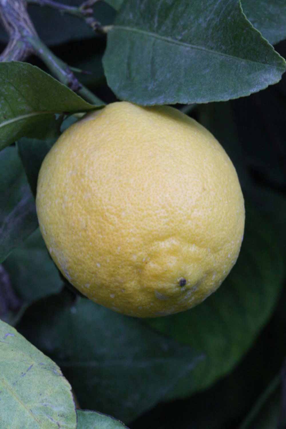              Fruit (Lindcove, CA)       